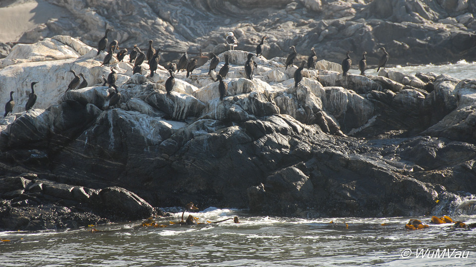 Pinguine auf der Halifax-Insel