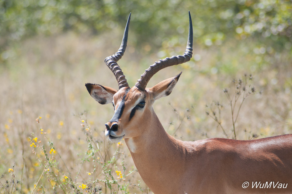 Impala-Männchen