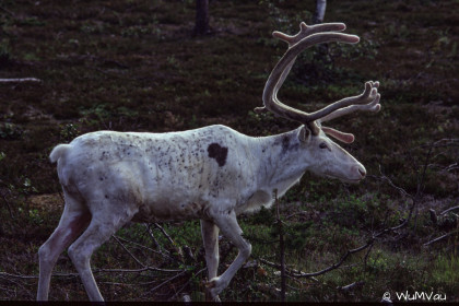 Finnland-Norwegen-1996-062