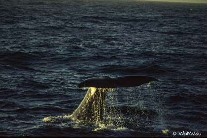 Finnland-Norwegen-1996-101