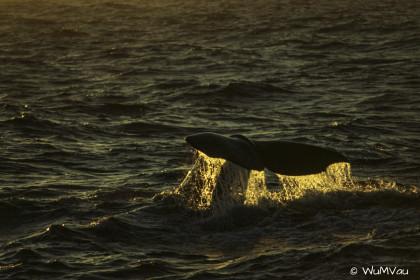 Finnland-Norwegen-1996-102