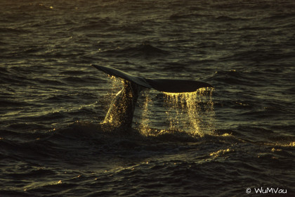 Finnland-Norwegen-1996-103