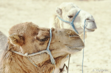 CyberViewX v5.16.55
Model Code=72
F/W Version=1.07