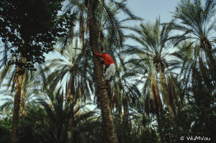 CyberViewX v5.16.55
Model Code=72
F/W Version=1.07