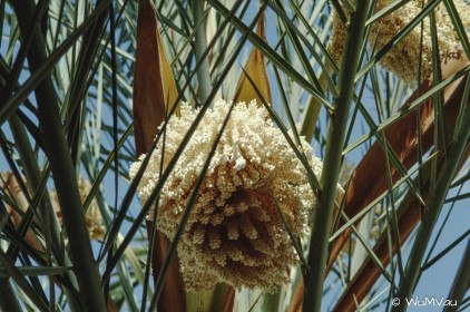 CyberViewX v5.16.55
Model Code=72
F/W Version=1.07