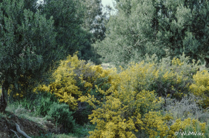 CyberViewX v5.16.55
Model Code=72
F/W Version=1.07