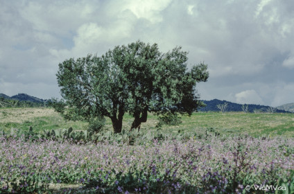 CyberViewX v5.16.55
Model Code=72
F/W Version=1.07