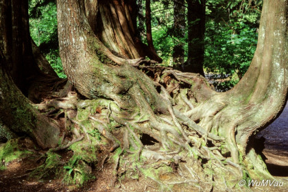 004-Canada-Alaska-Horseshoebay