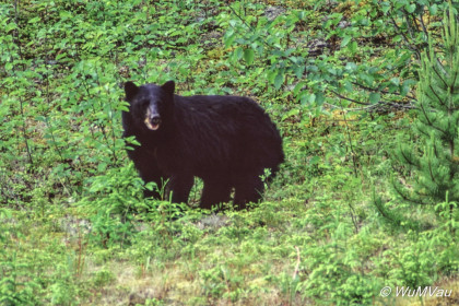 010-Canada-Alaska-British_Columbia