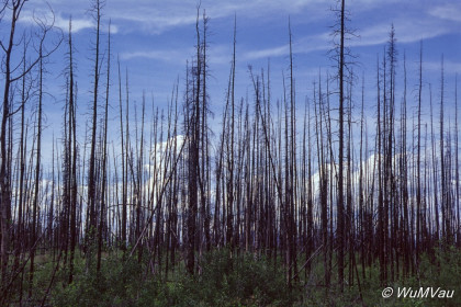 033-Canada-Alaska-Yukon_Territory