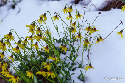 064-Canada-Alaska-Steese-Hwy