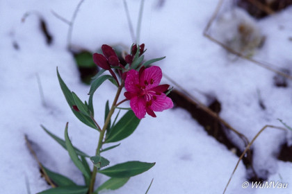 066-Canada-Alaska-Steese-Hwy