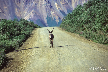 078-Canada-Alaska-Denali_NP