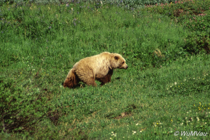 080-Canada-Alaska-Denali_NP