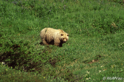 081-Canada-Alaska-Denali_NP