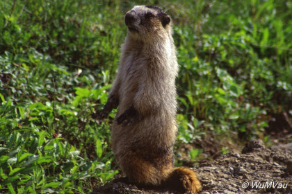 082-Canada-Alaska-Denali_NP