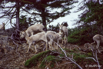 086-Canada-Alaska-Dall_Schafe