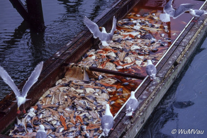 089-Canada-Alaska-Kenai_Halbinsel