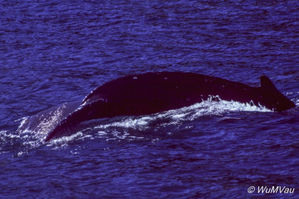 094-Canada-Alaska-Kenai_Halbinsel