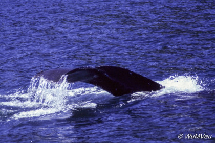 095-Canada-Alaska-Kenai_Halbinsel