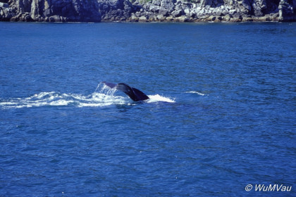 101-Canada-Alaska-Kenai_Halbinsel