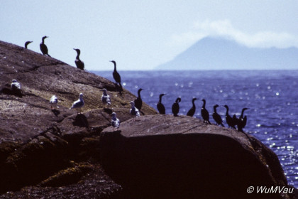 103-Canada-Alaska-Kenai_Halbinsel