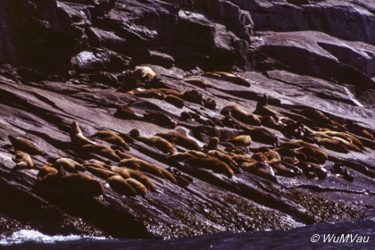 104-Canada-Alaska-Kenai_Halbinsel