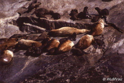 105-Canada-Alaska-Kenai_Halbinsel