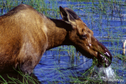 107-Canada-Alaska-Alaska_Hwy