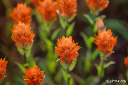 109-Canada-Alaska-Alaska_Hwy