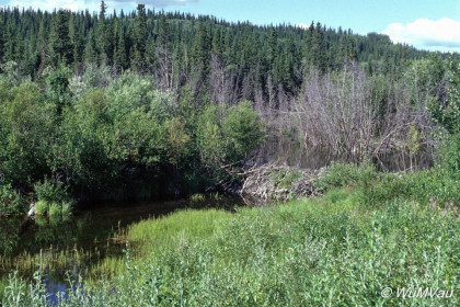 112-Canada-Alaska-Alaska_Hwy