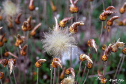 114-Canada-Alaska-Alaska_Hwy