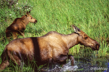 115-Canada-Alaska-Alaska_Hwy