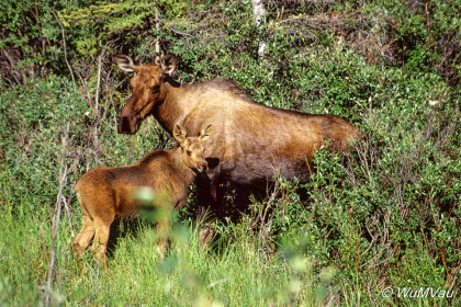 116-Canada-Alaska-Alaska_Hwy
