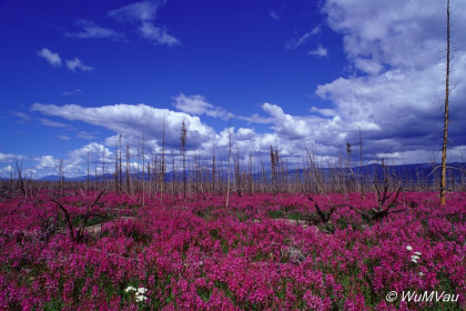 118-Canada-Alaska-Alaska_Hwy