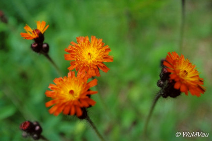 122-Canada-Alaska-Yukon_Territory