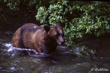 129-Canada-Alaska-Naehe_Hyder_Alaska