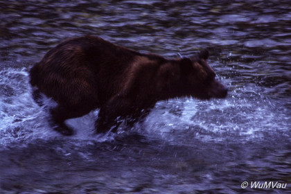 130-Canada-Alaska-Naehe_Hyder_Alaska