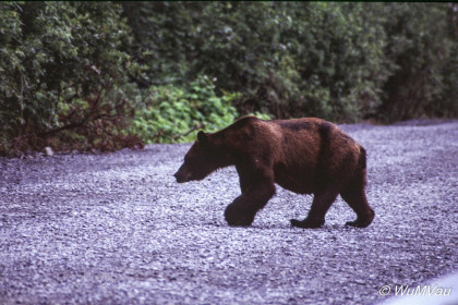 131-Canada-Alaska-Naehe_Hyder_Alaska