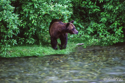 132-Canada-Alaska-Naehe_Hyder_Alaska