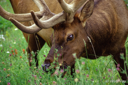 136-Canada-Alaska-Banff_NP