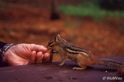 005_Canada-Osten-Algonquin-NP