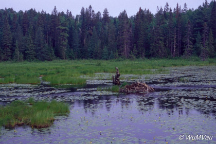 006_Canada-Osten-Algonquin-NP