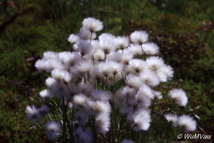 051_Canada-Osten-Neufundland