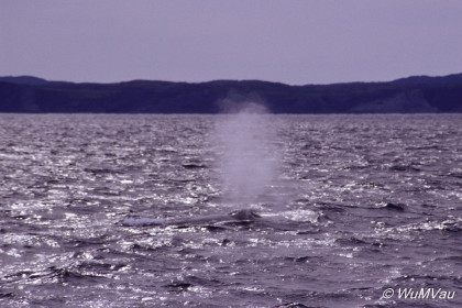 061_Canada-Osten-Neufundland-Iceberg-Alley