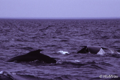 062_Canada-Osten-Neufundland-Iceberg-Alley