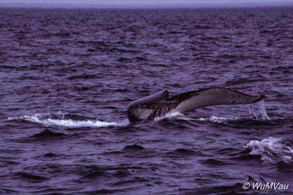 063_Canada-Osten-Neufundland-Iceberg-Alley