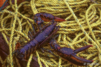 077_Canada-Osten-Neufundland