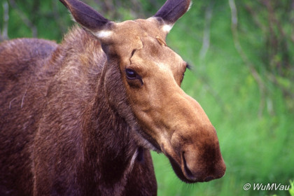 100_Canada-Osten-Nova-Scotia