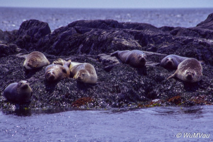 133_Canada-Osten-Nova-Scotia_Digby-Neck